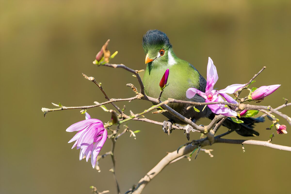 TPDE24513: Bunte Vögel in voller Blüte