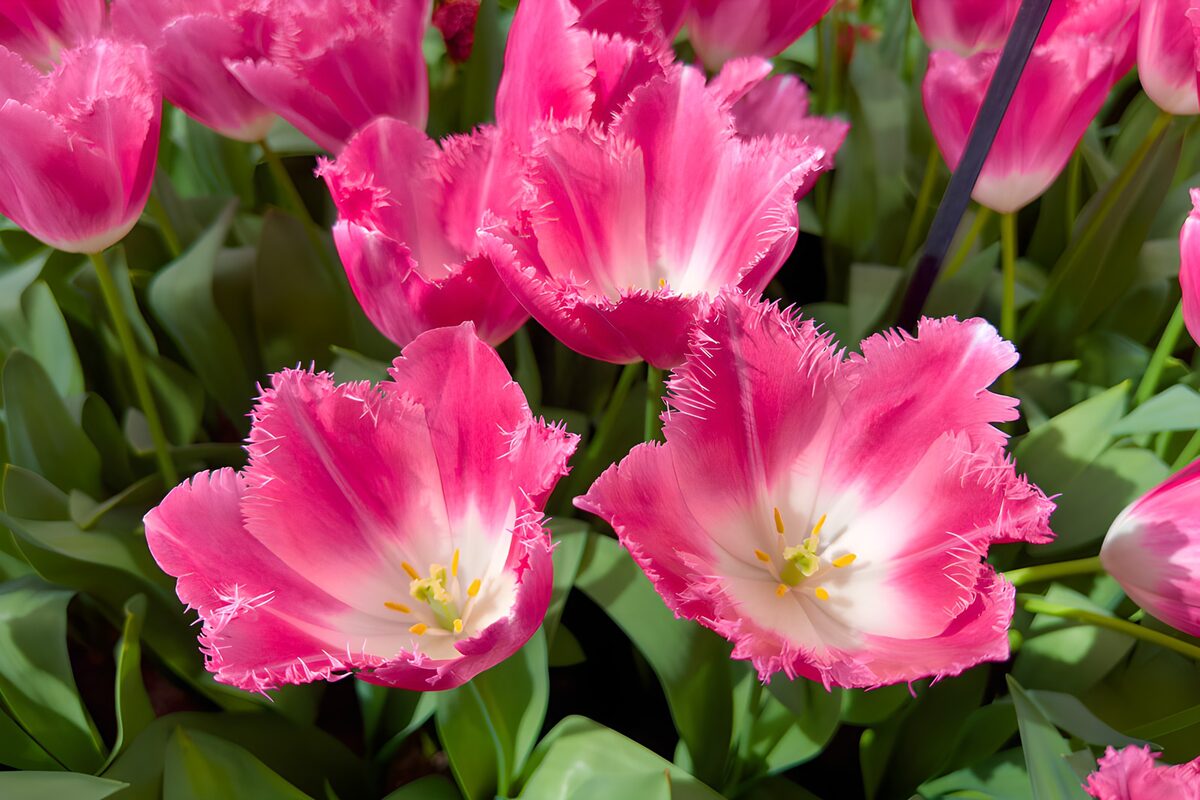 Duftende rosa Tulpen im Sonnenlicht