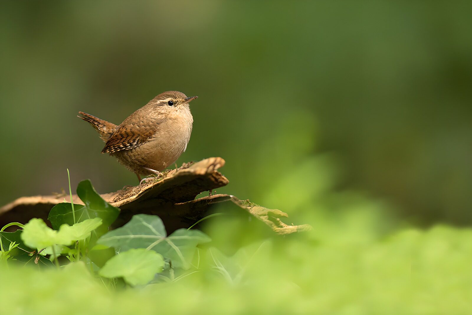 TPDE86820: Kleiner Gartenlaubsänger auf einem Blatt