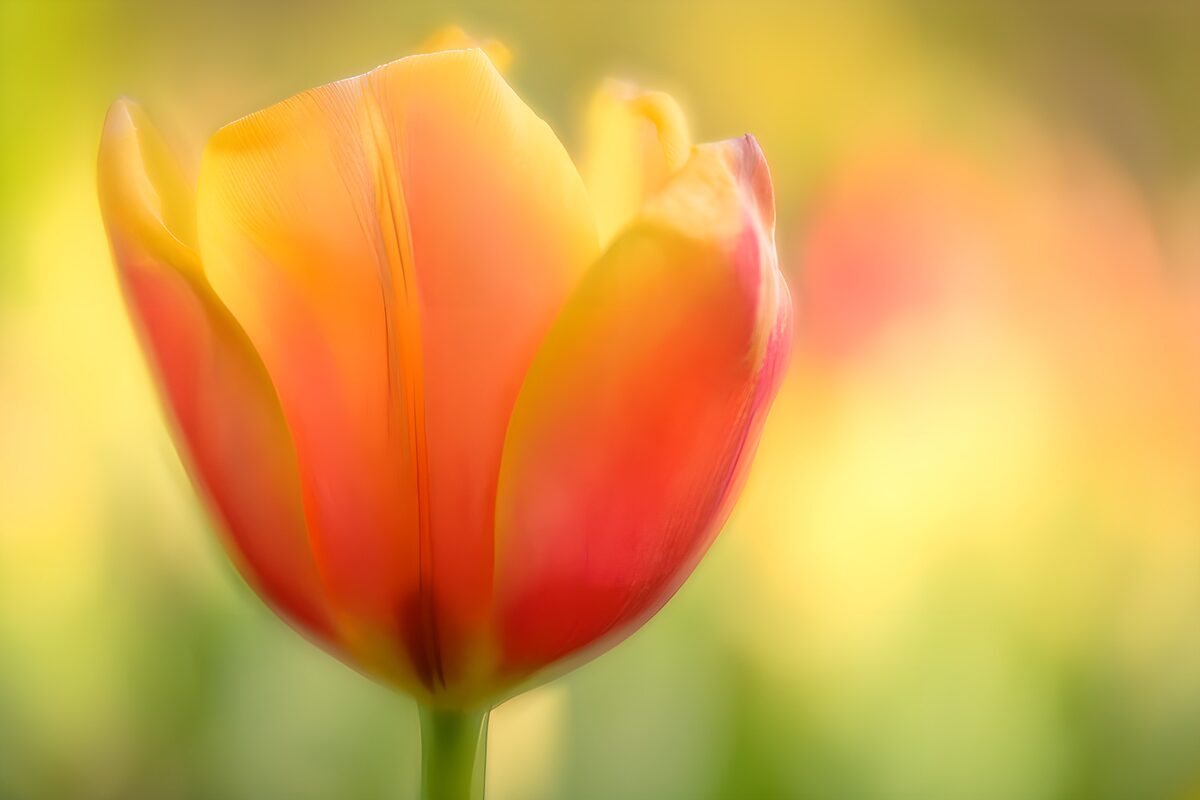 TPDE56087: Bunte Tulpe im Sonnenlicht