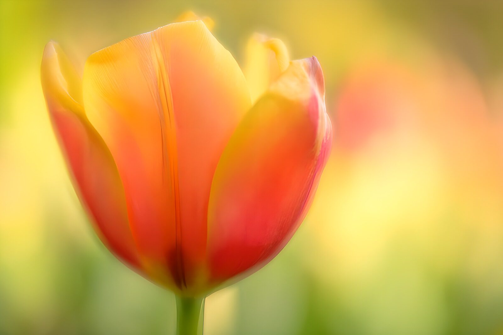 TPDE56087: Bunte Tulpe im Sonnenlicht
