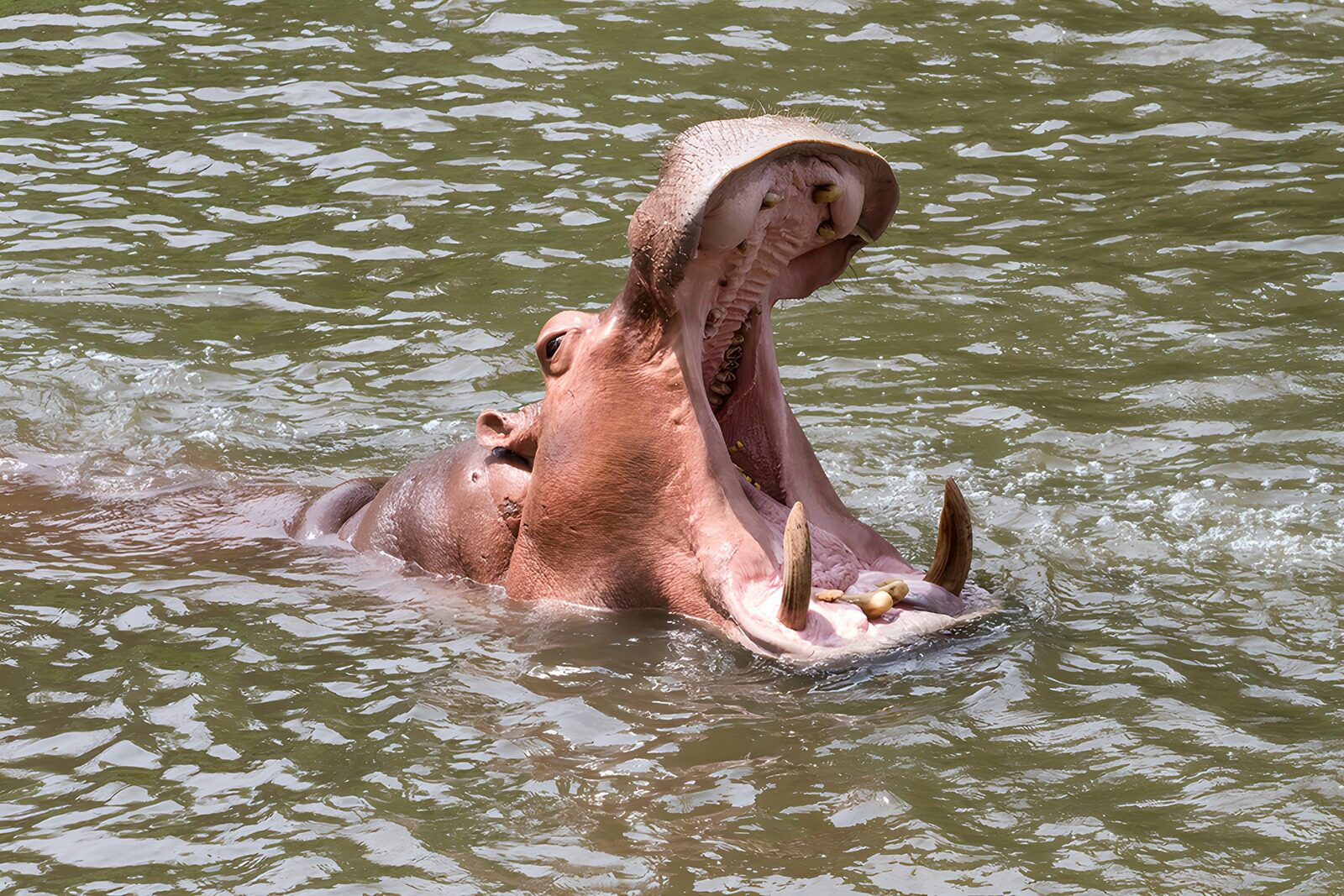 TPDE98627: Nilpferd im Wasser mit geöffnetem Maul