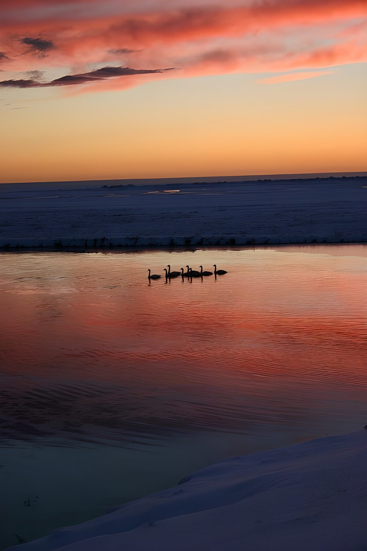 TPDE92114: Schwäne im  Meer bei Sonnenuntergang