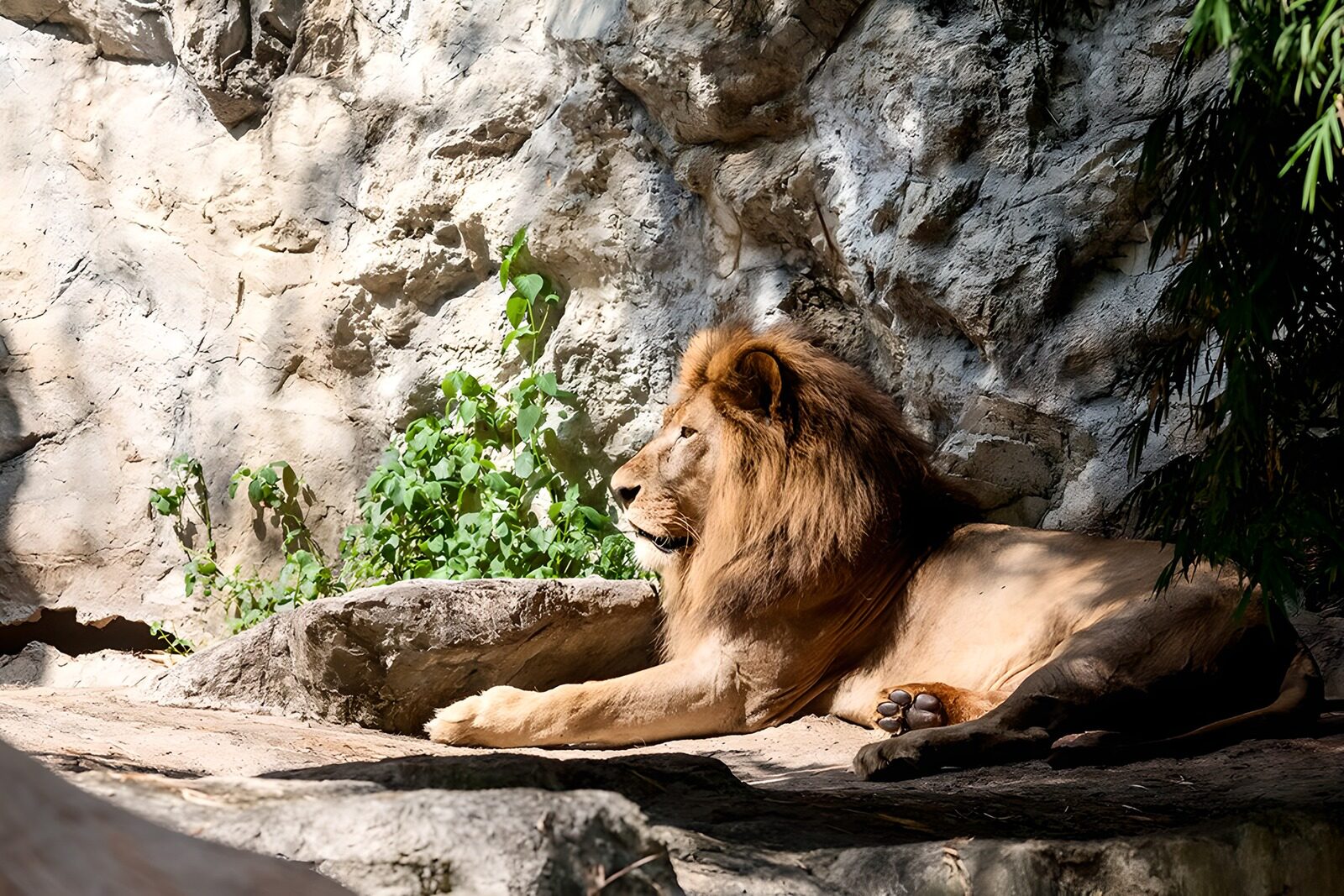 TPDE26766: ein Löwe nach der Jagd