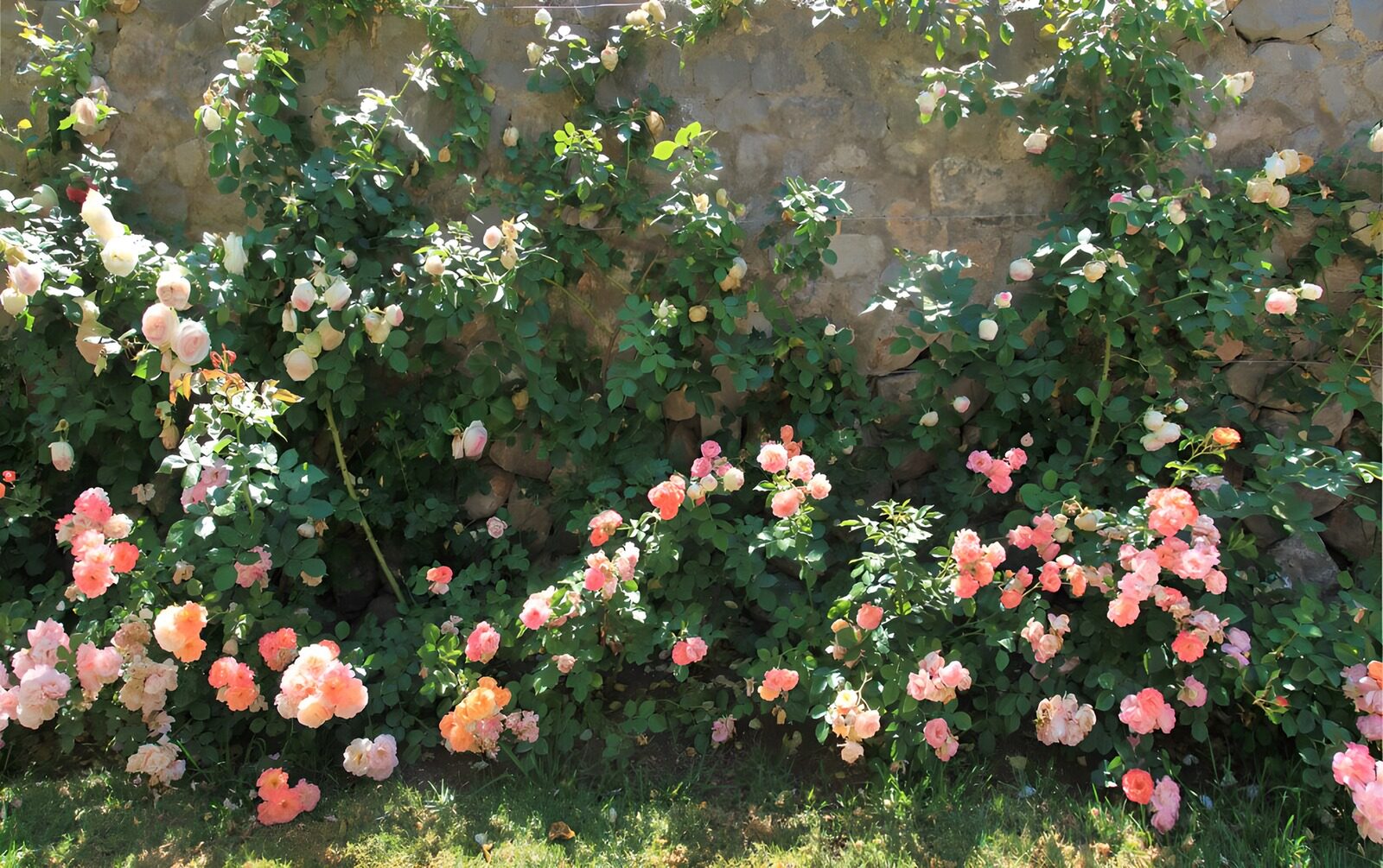 TPDE59125: weiße Rosen vor einer Mauer