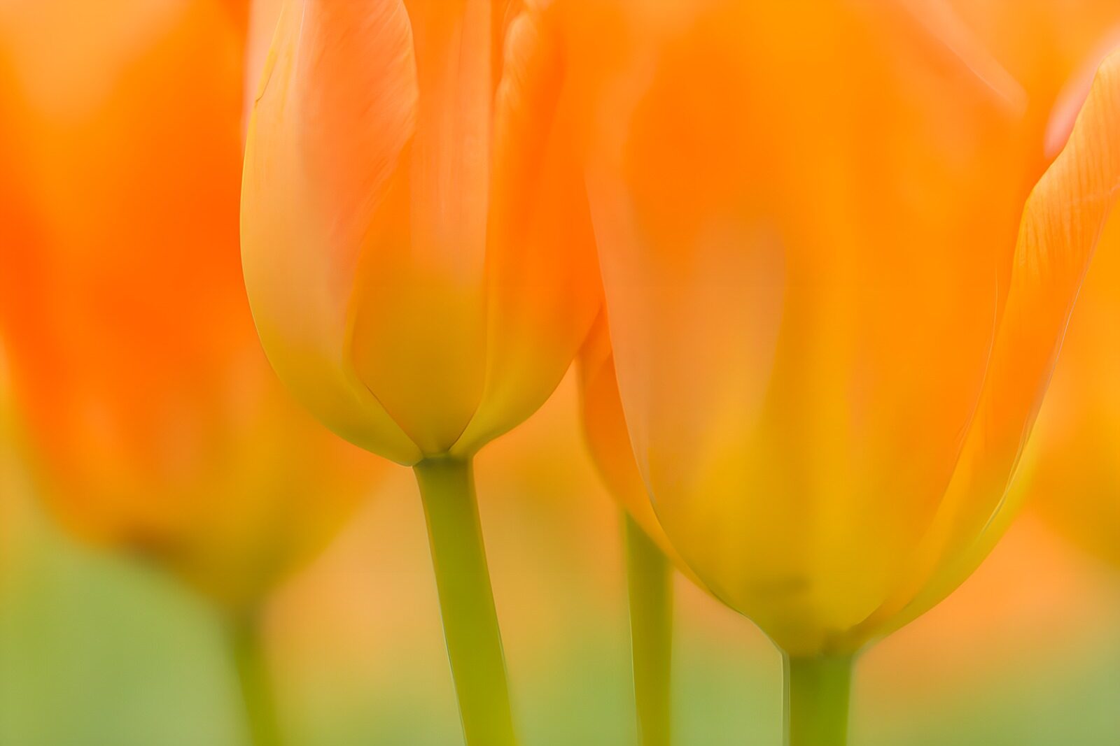 TPDE77297: Sanfte orange Tulpen in der Blüte