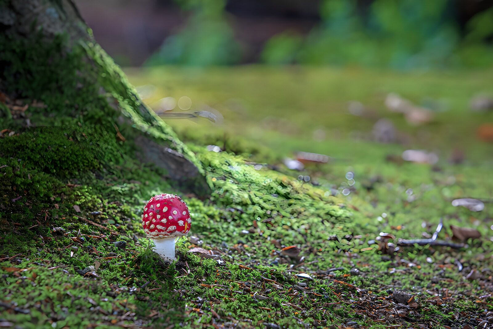 TPDE98298: Roter Fliegenpilz im Moos