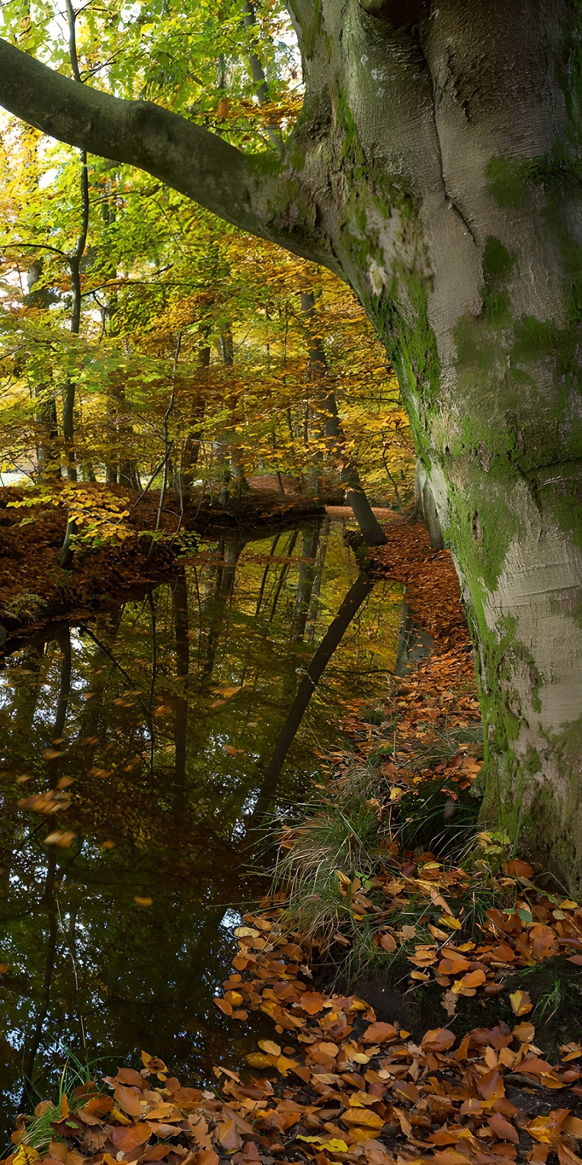 TPDE12384: Herbstliche Stille am Waldrand