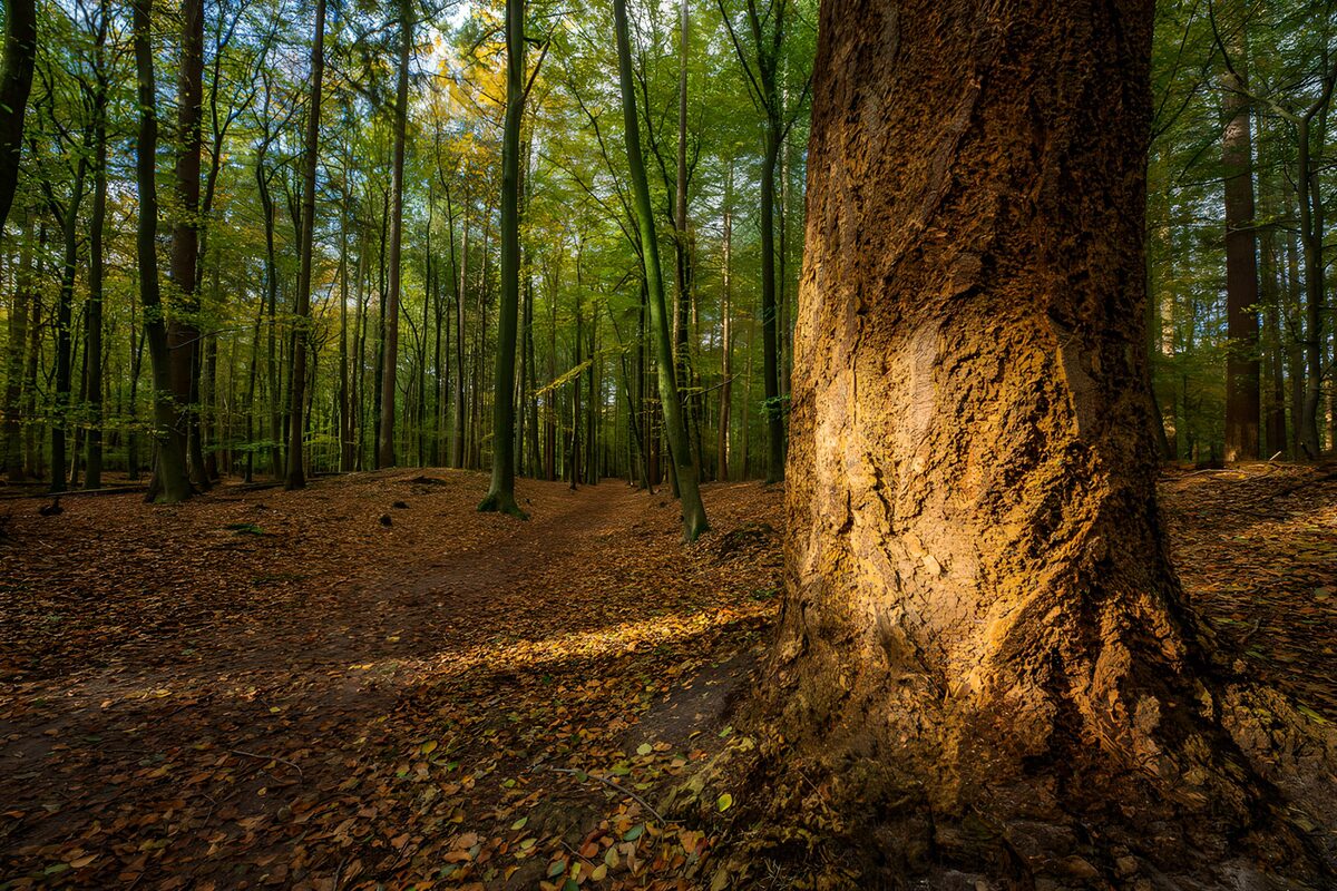 TPDE98382: Herbstwald mit Sonnenschein