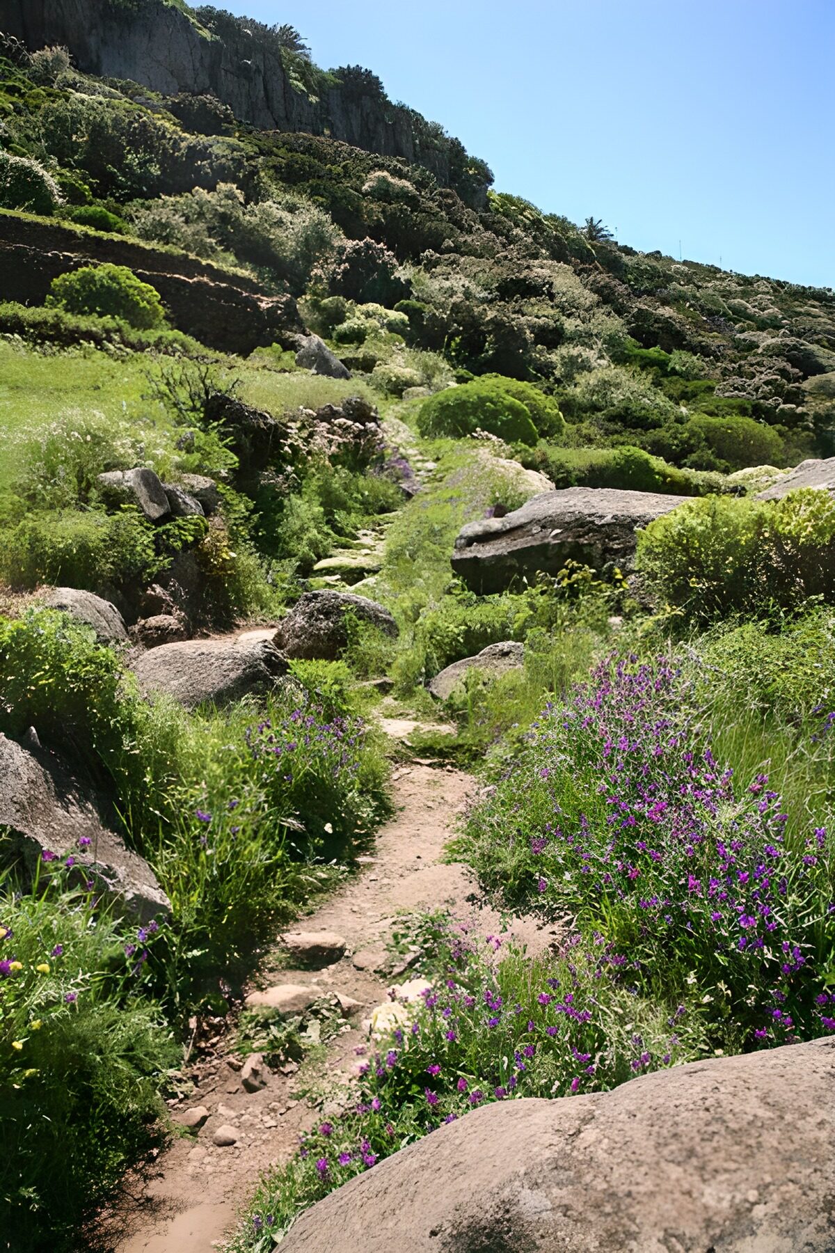 TPDE66959: Wanderweg auf La Gomera durch die Berge imFrühling mit schönen lilafarbene Blüten am Wegrand44