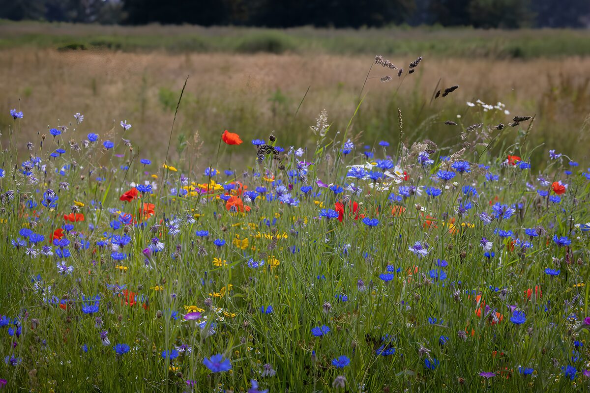TPDE26438: Blühende Wiese im Frühling