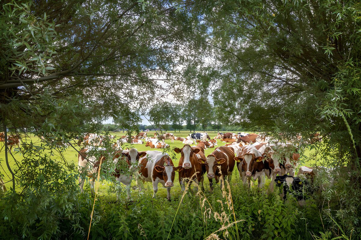 Kühe im grünen Feld
