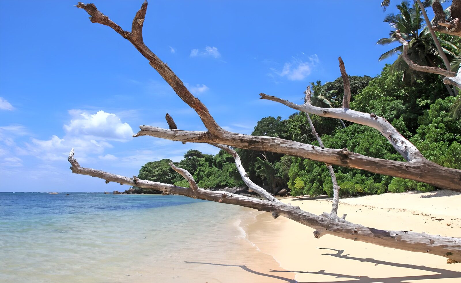 TPDE58853: toter Baum am Strand in der Nähe von immer grüner Vegetation