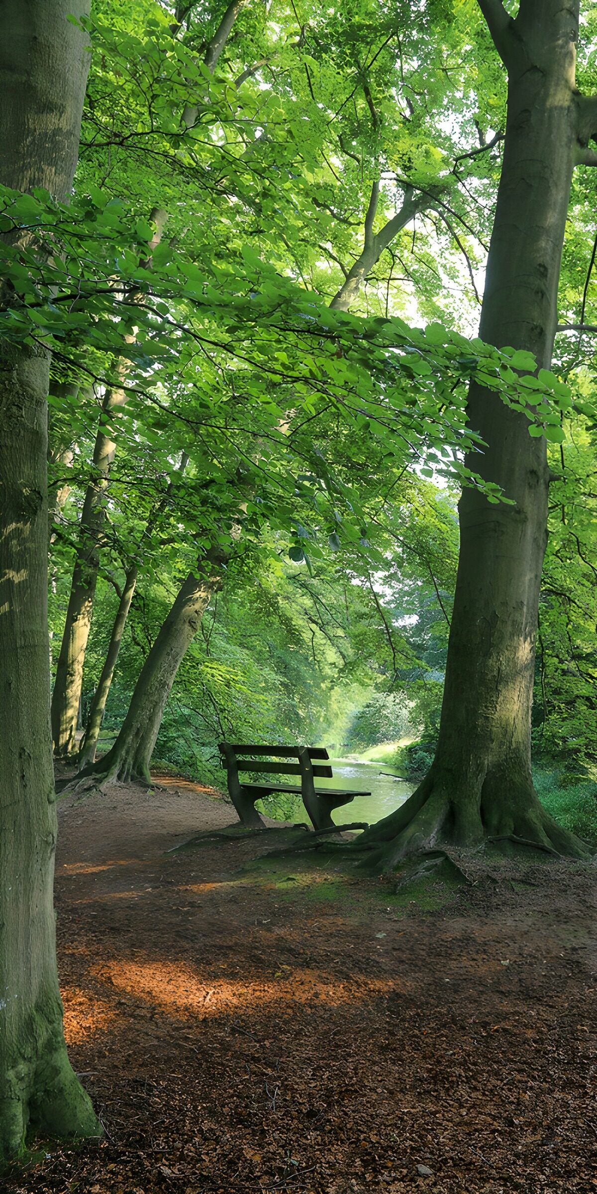 Ruhiger Waldweg mit Bank