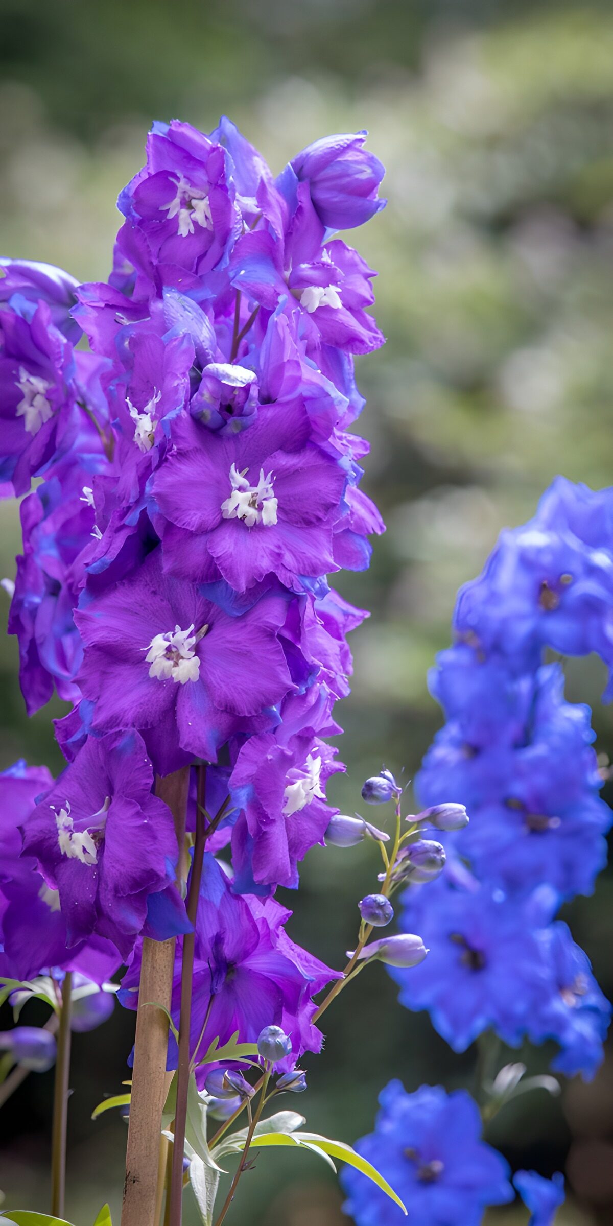 TPDE60603: Prächtige Delphine im Garten