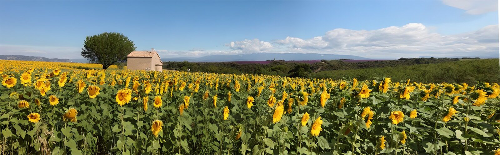 TPDE30954: alle Sonnenblumen schauen mit ihren Köpfen in die gleiche Richtung