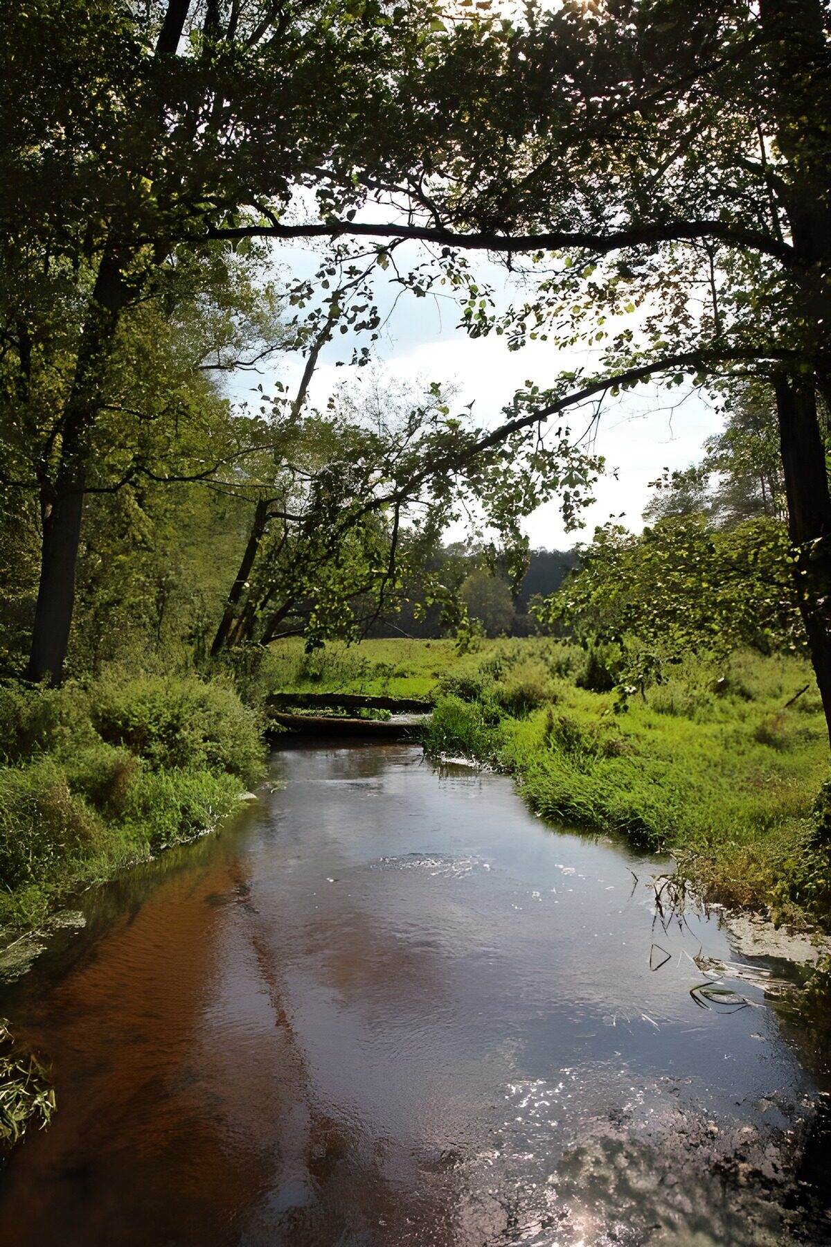 Bach in einem Naturschutzgebiet