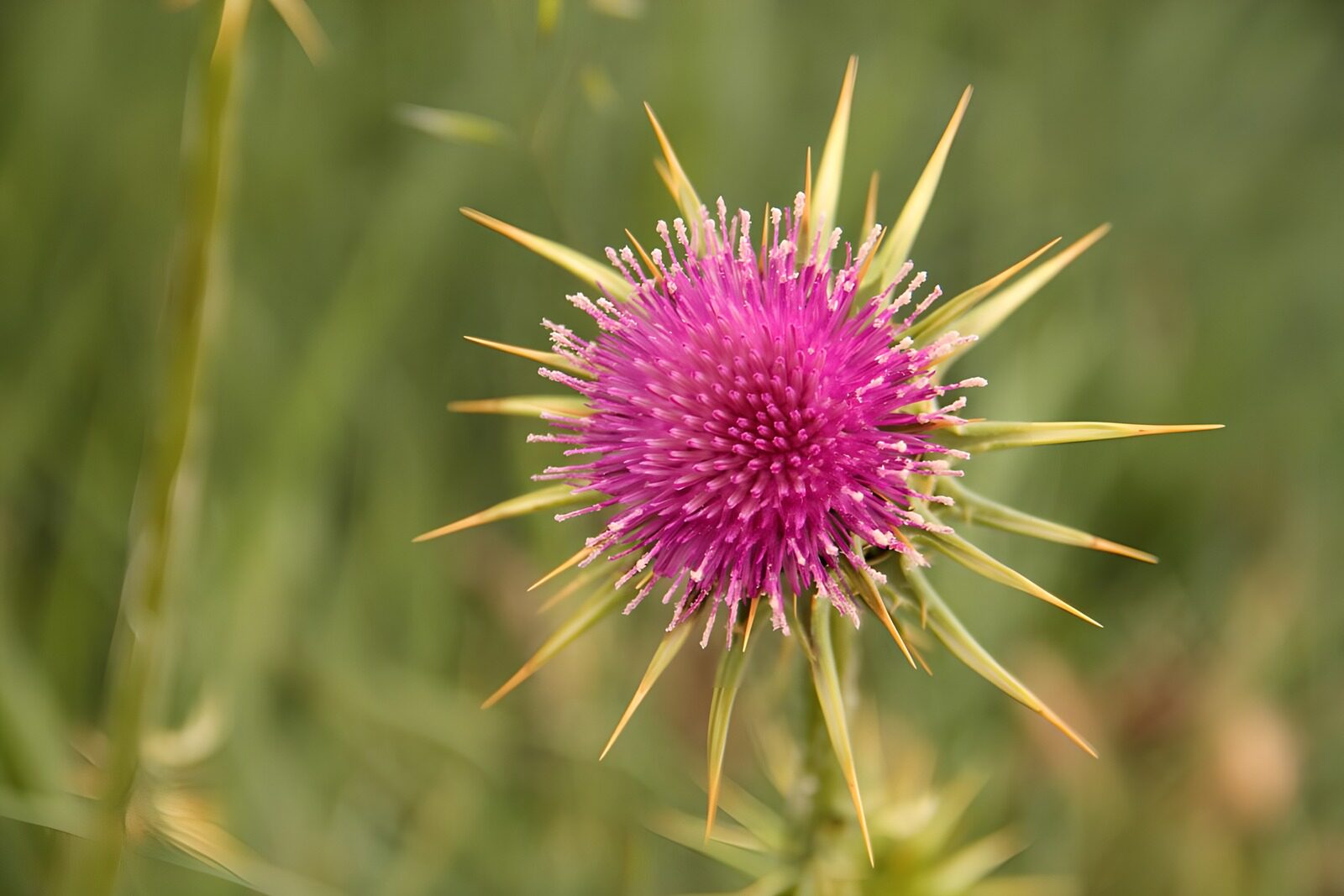TPDE94710: stachelige aber wunderschöne Distel