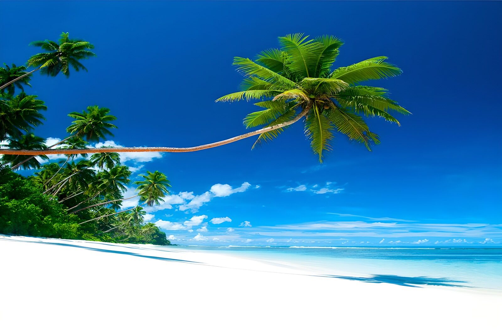 TPDE57672: nur Palmen, Sand und Wasser! Eine Postkartenidylle