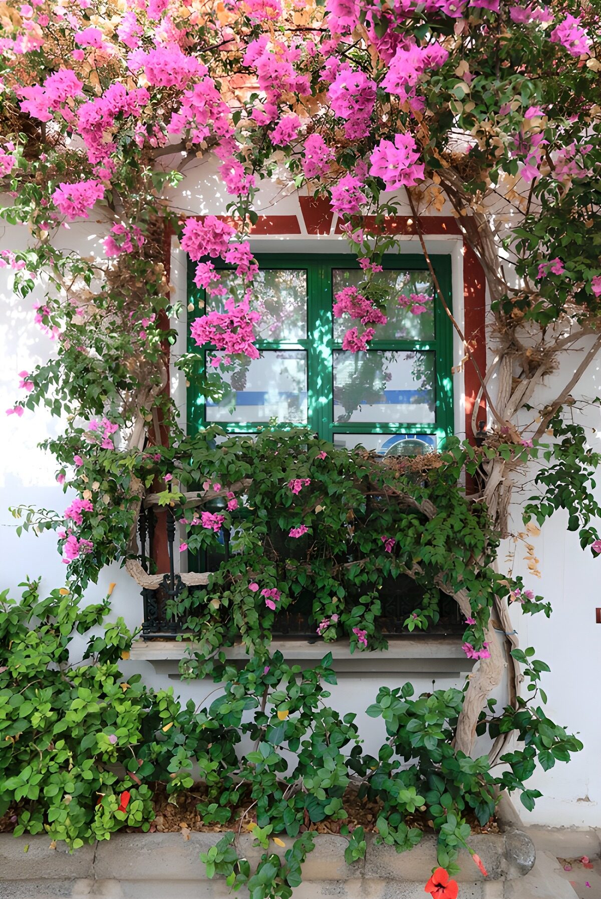 TPDE30458: Bunte Bougainvillea am Fenster
