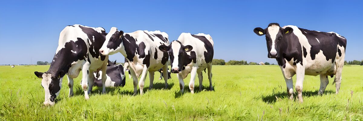 eine Herde Kühe, die Gras fressen an einem sonnigen Tag