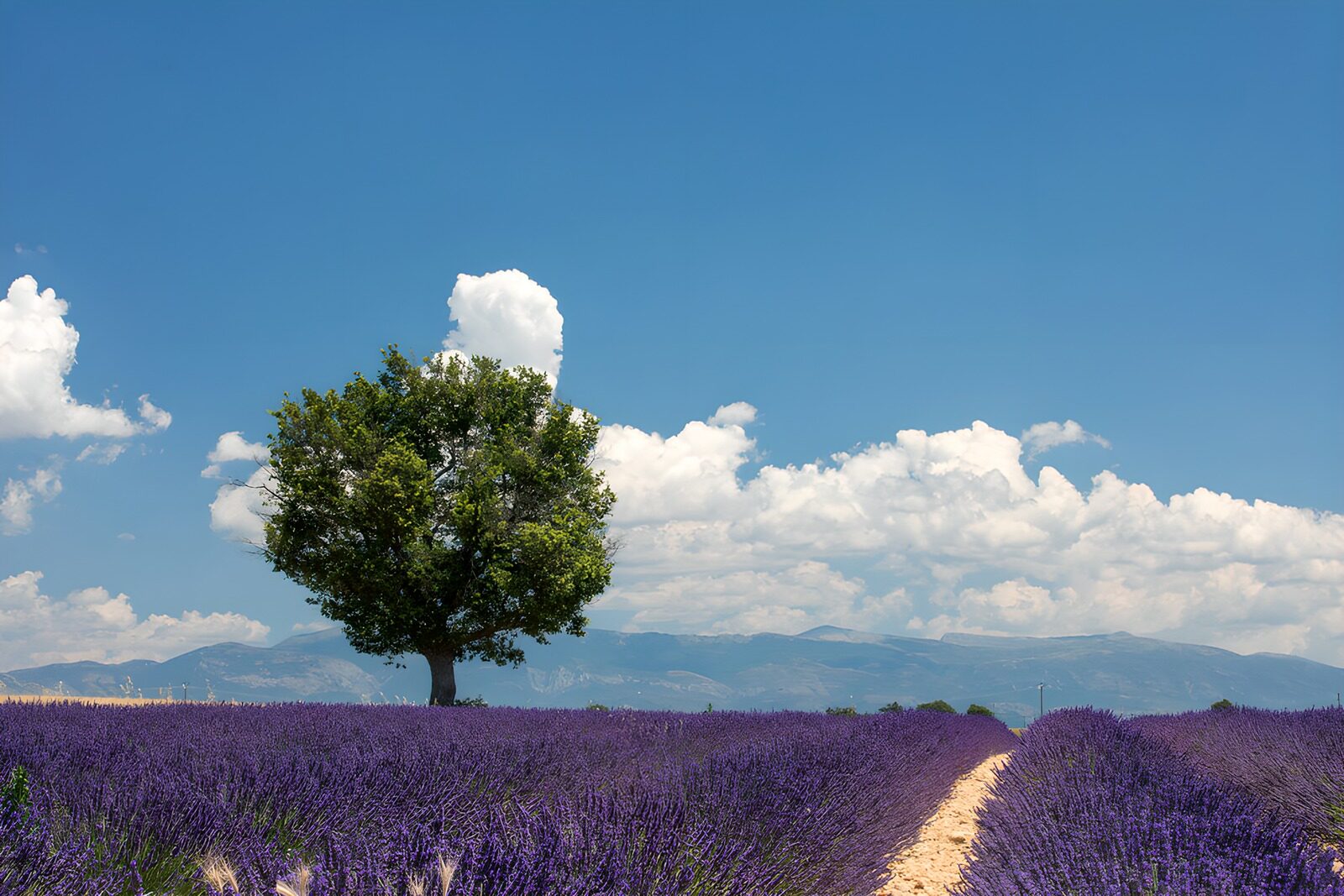 TPDE67178: Lavendelfeld unter blauem Himmel
