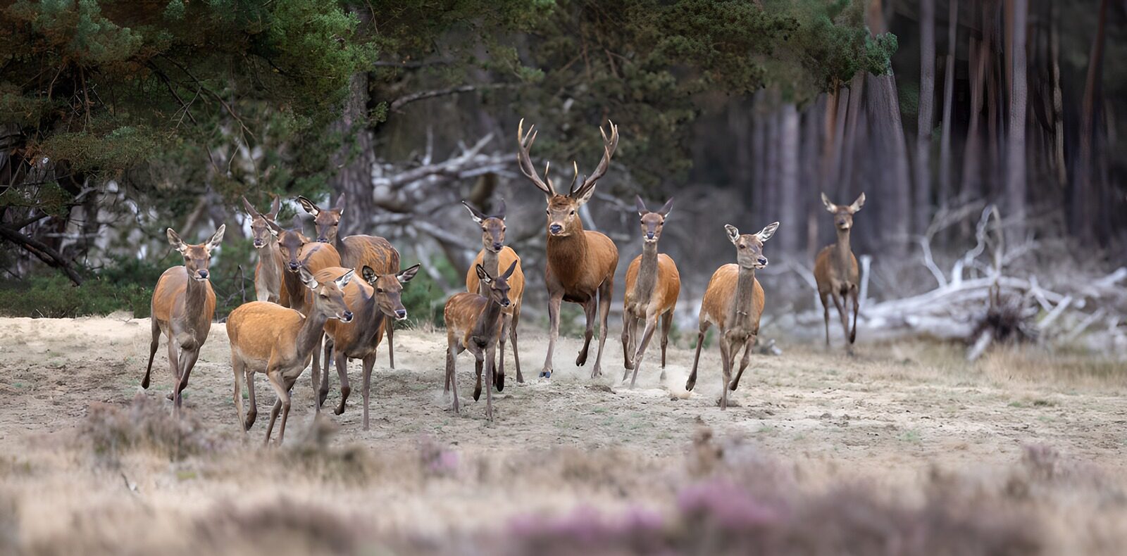 TPDE84350: Rehgruppe im Wald