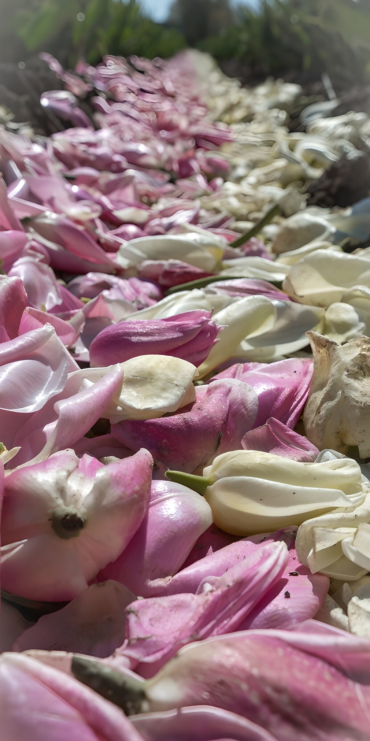 Blütenpracht im Frühlingslicht