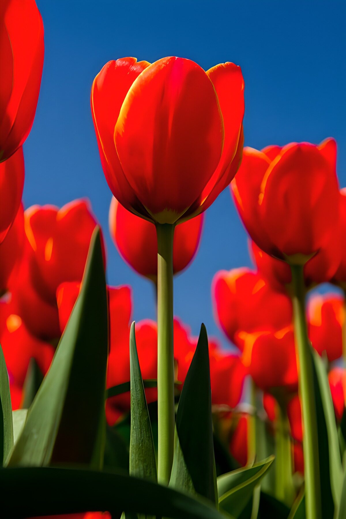 TPDE10579: Leuchtende rote Tulpen im Frühling