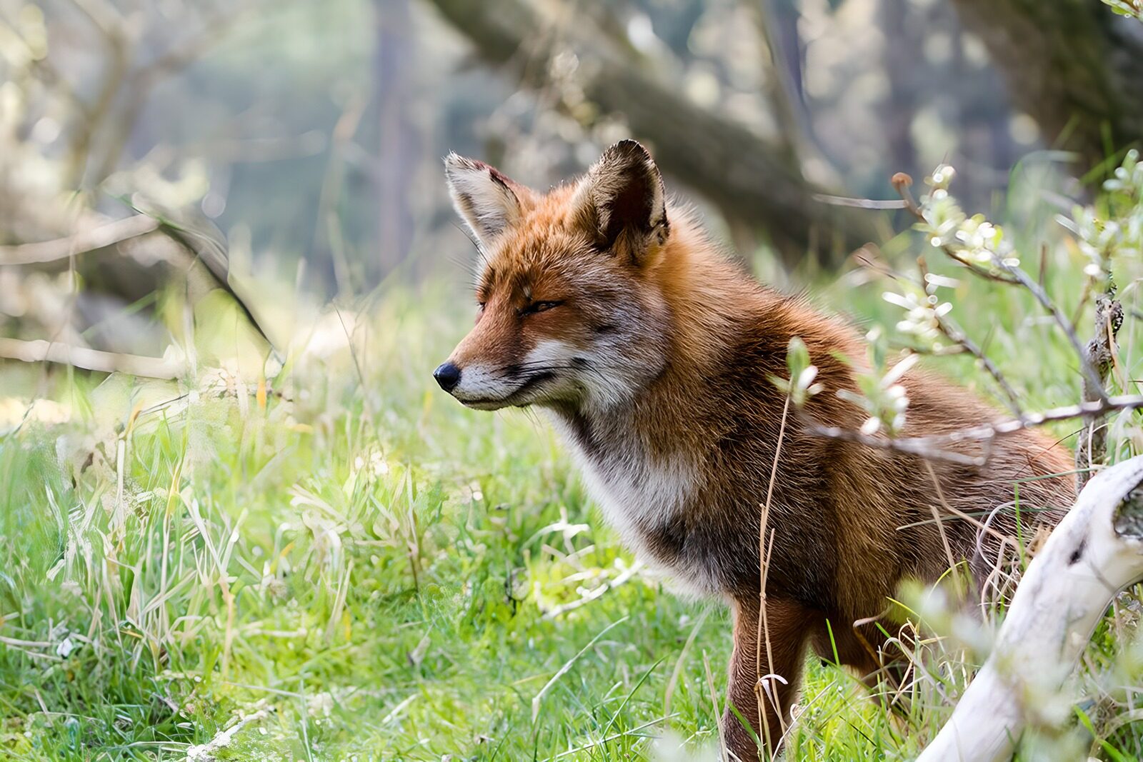 TPDE89481: ein Rotfuchs im Wald