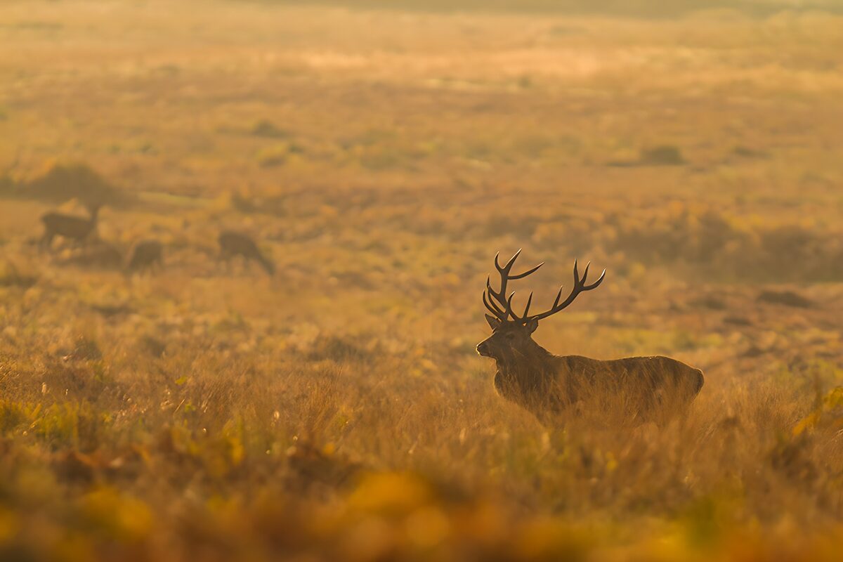TPDE17018: Majestätischer Hirsch im Nebel