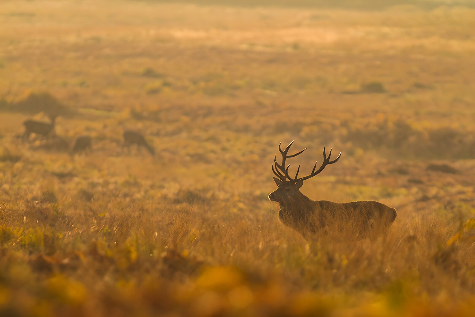 TPDE17018: Majestätischer Hirsch im Nebel