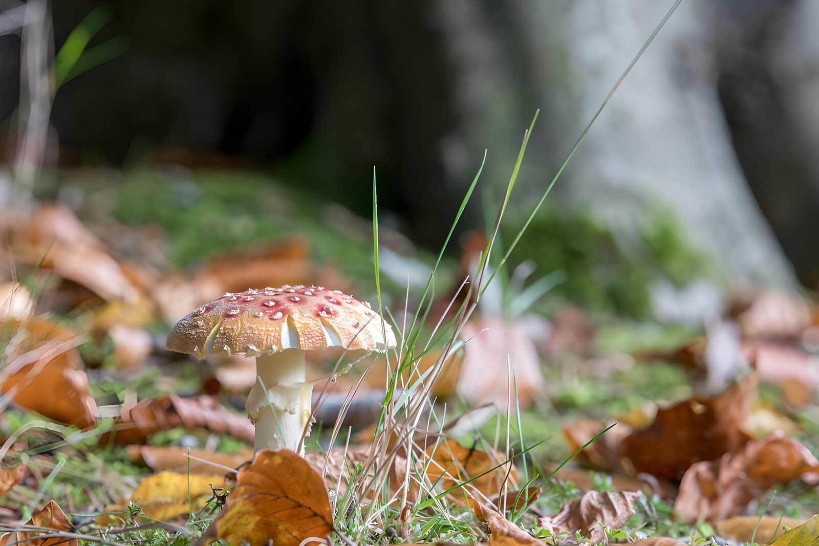 TPDE89453: Roter Fliegenpilz im Herbstwald