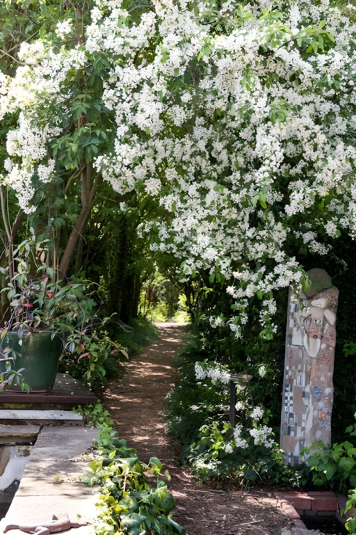 TPDE41156: weiße Blüten hängen über einem schmalen Pfad