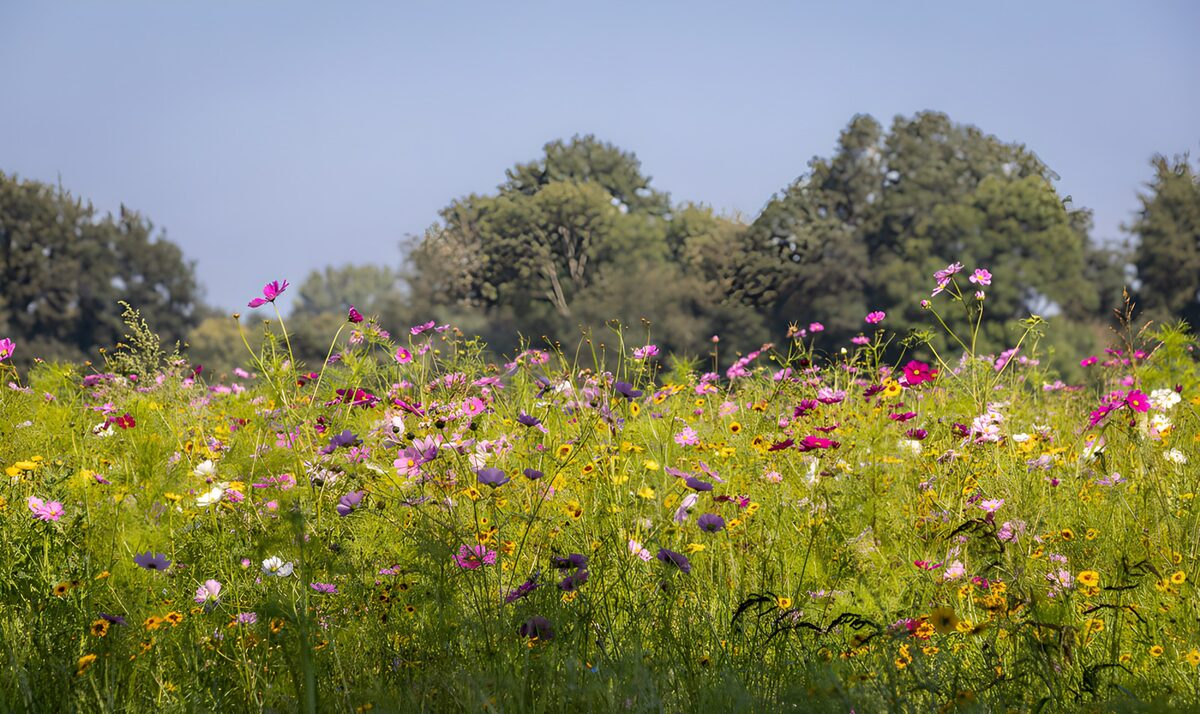 TPDE55011: Bunte Blumenwiese im Sonnenschein
