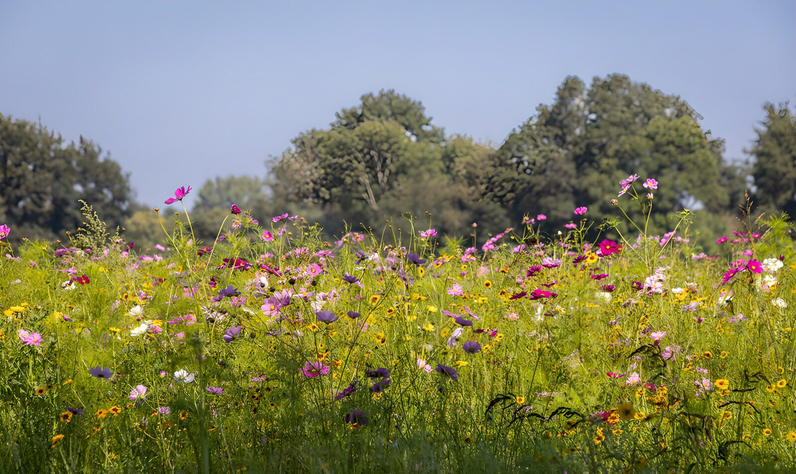 TPDE55011: Bunte Blumenwiese im Sonnenschein