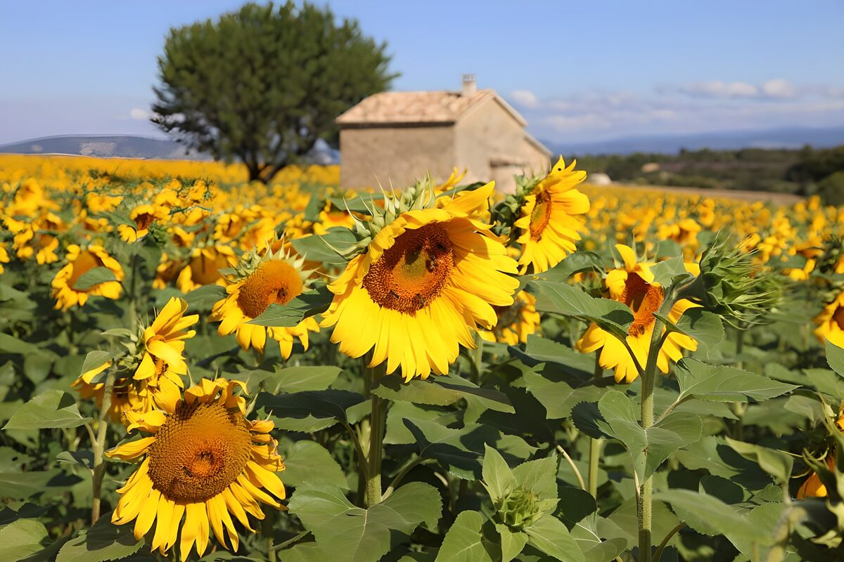 Sonnenblumen, die sich nach der Sonne ausrichten