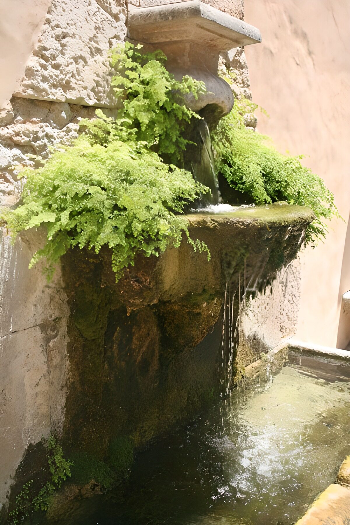 TPDE84429: Tränke oder Springbrunnen mit üppiger Bewachsung