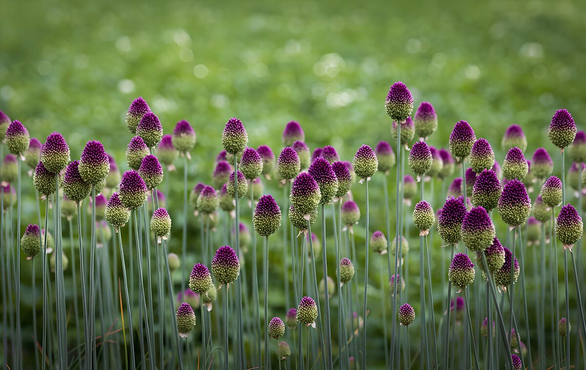 Lila Zierlauch im Feld