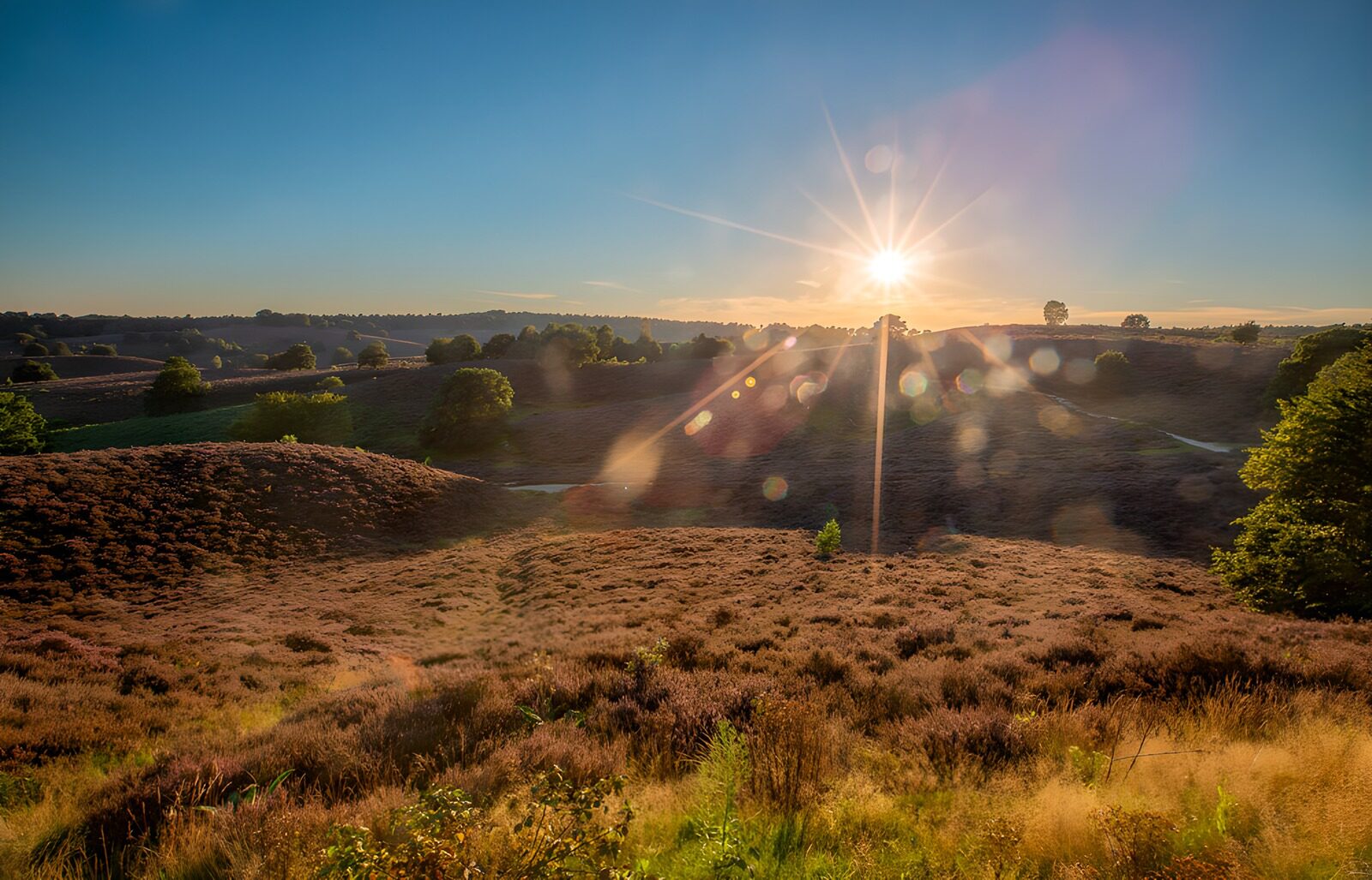 TPDE46833: Sonnenaufgang über der Heidelandschaft