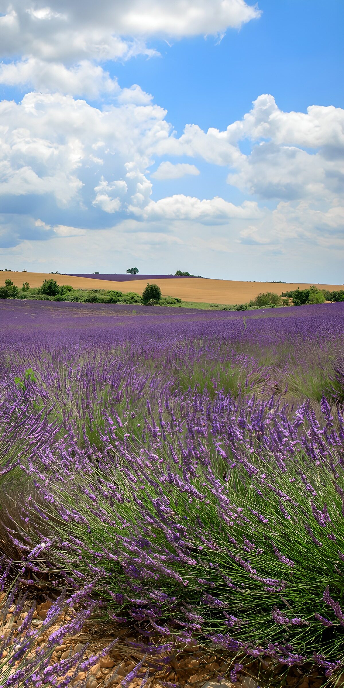 TPDE73711: Lavendelfeld unter blauem Himmel
