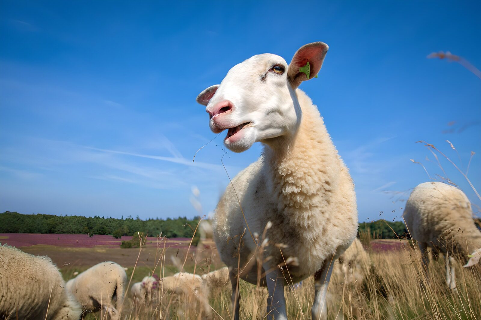 TPDE64925: Schaf auf der Wiese mit blauem Himmel