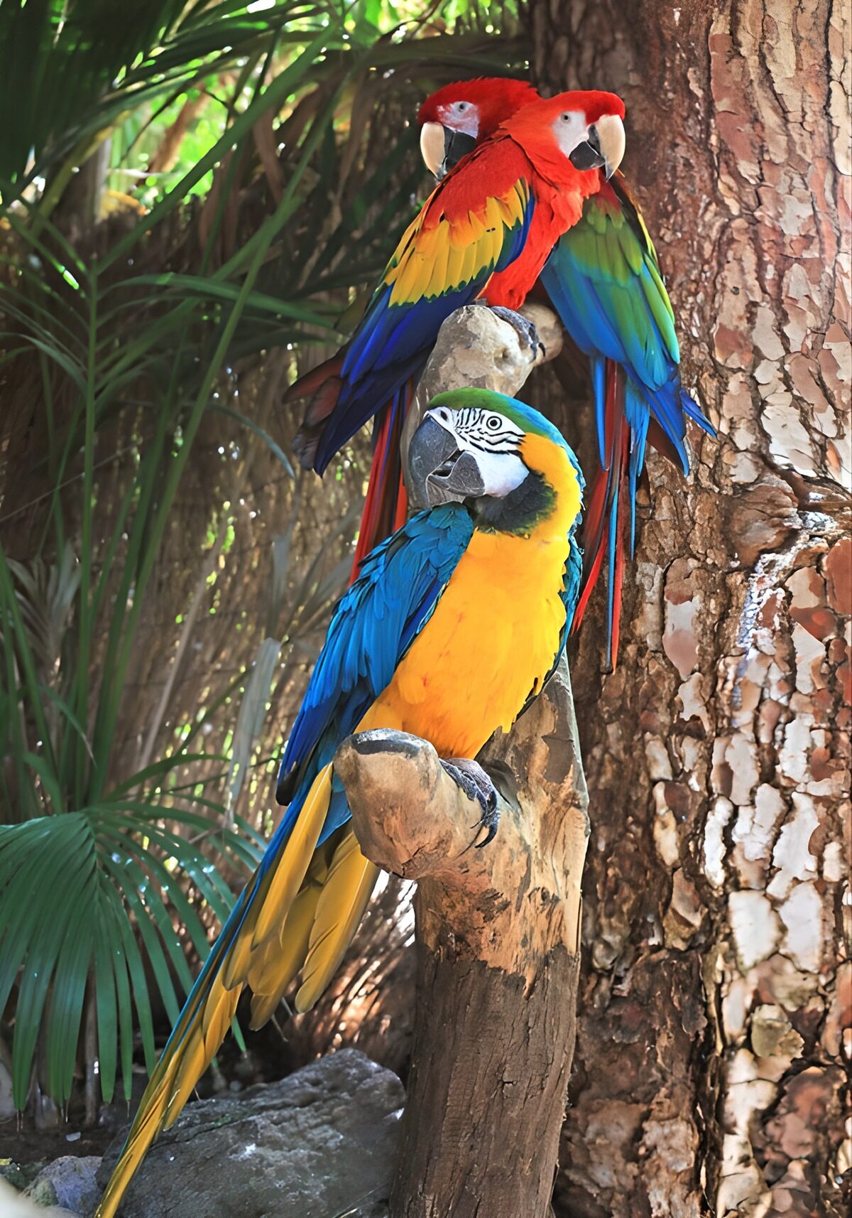 TPDE90657: Bunte Papageien im tropischen Habitat