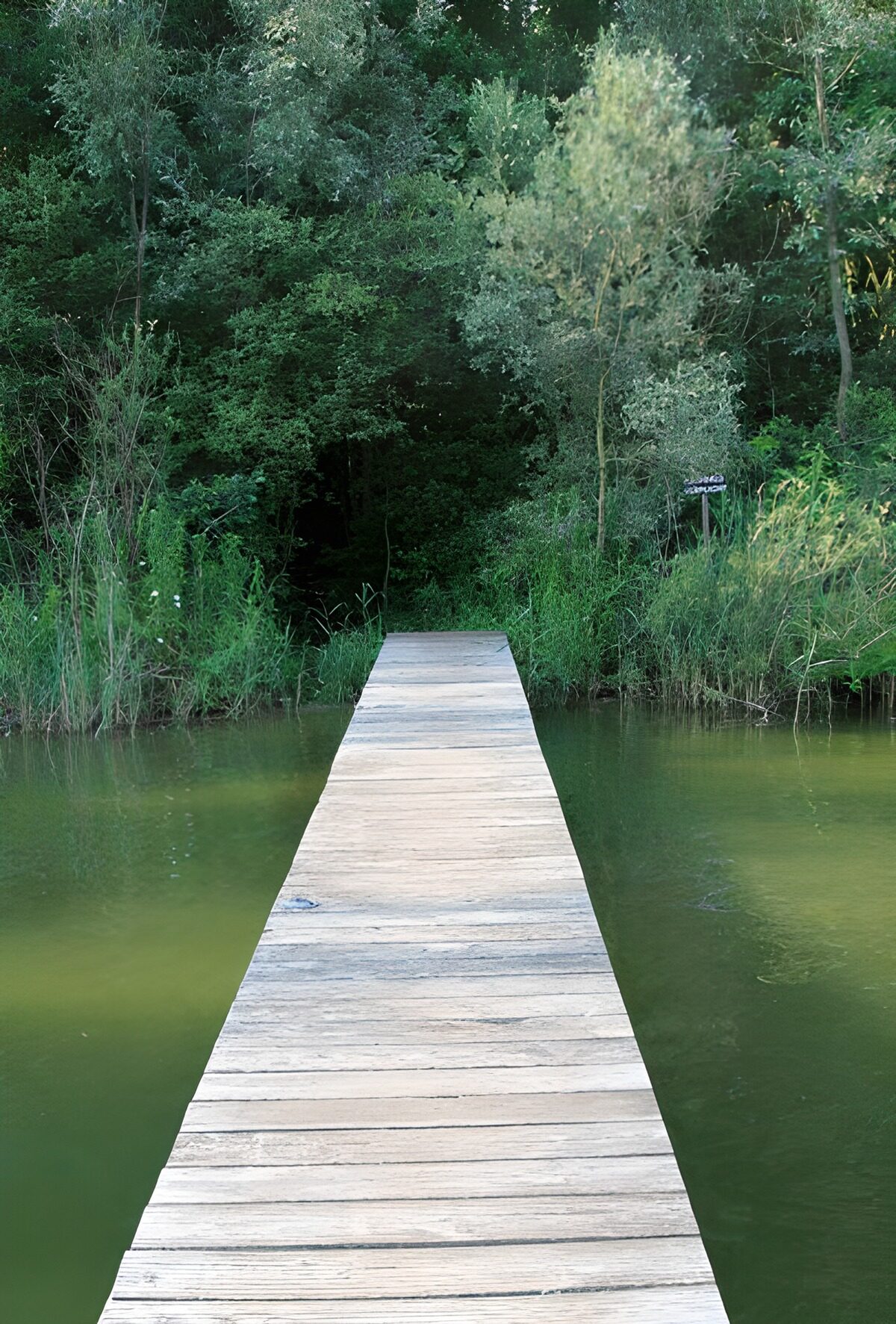 TPDE69494: Steg über Wasser in Richtung Wald