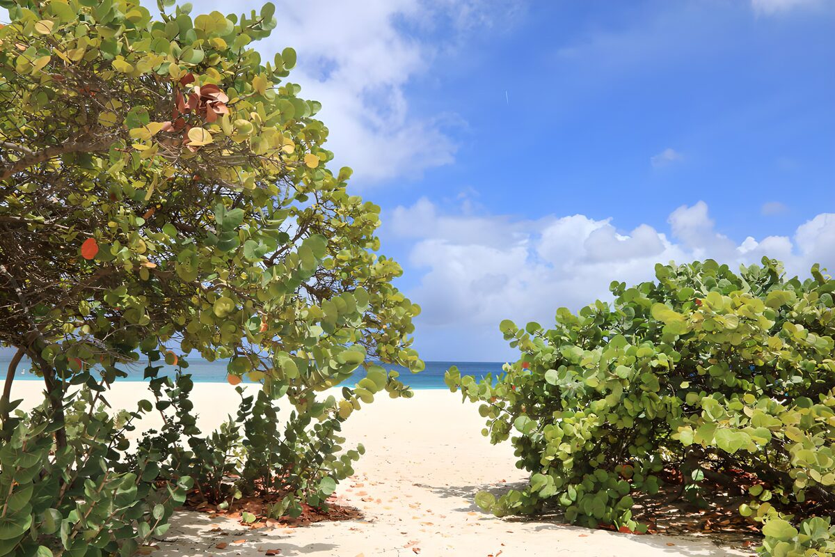 TPDE37764: Tropisches Ufer mit üppiger Vegetation