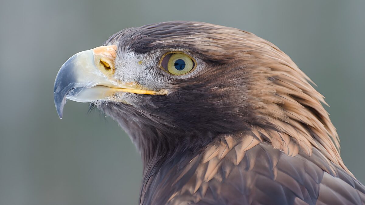 TPDE15809: der kräftige Schnabel eines Greifvogels