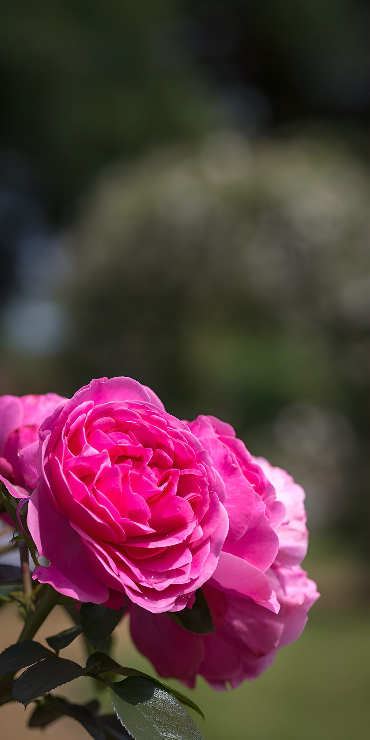 TPDE78311: Zarte rosa Rosen im Sonnenlicht