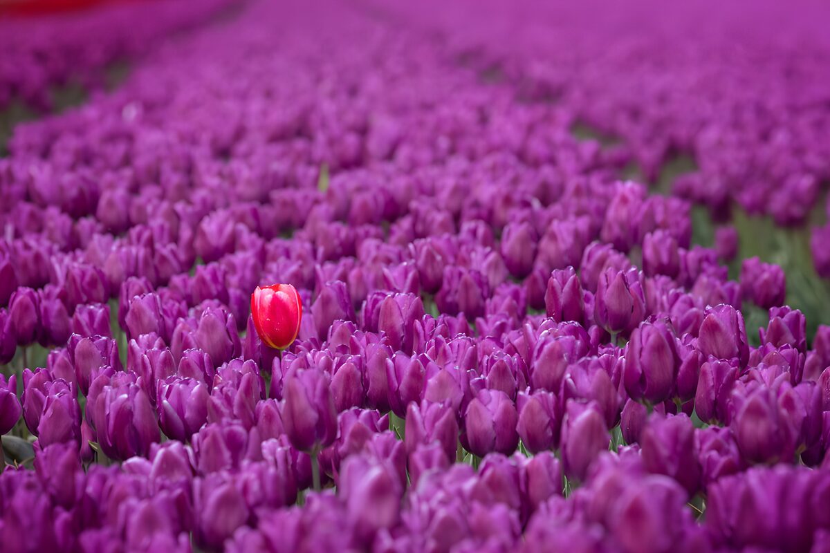 TPDE85247: Einzelner roter Tulpe im lila Feld