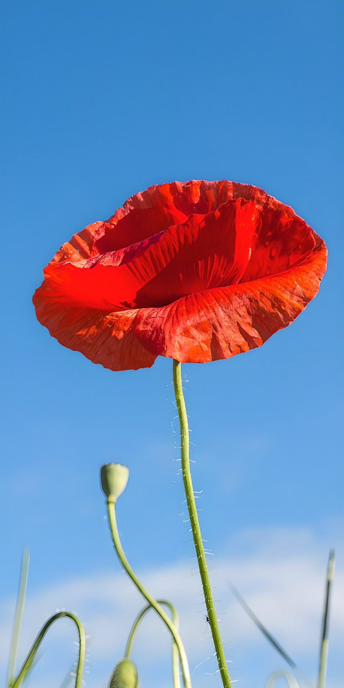 TPDE27977: Leuchtender Mohnblumen-Blüte im Himmel