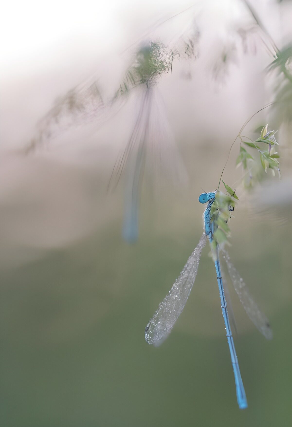TPDE52238: eine Libelle im Nebel